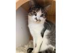 Adopt Roxanne a Domestic Shorthair / Mixed (short coat) cat in Ladysmith