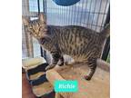 Adopt Richie a Domestic Shorthair / Mixed (short coat) cat in Richmond