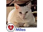 Adopt Miles a White Domestic Shorthair cat in Hicksville, NY (34121671)