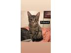 Adopt Edward a Spotted Tabby/Leopard Spotted Domestic Shorthair / Mixed cat in