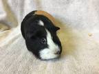 Adopt Zoie a Black Guinea Pig small animal in Imperial Beach, CA (37240118)