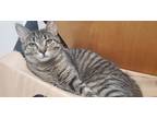 Adopt Lady MacBeth a Spotted Tabby/Leopard Spotted Domestic Shorthair / Mixed
