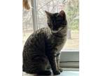 Adopt Troodi a Tan or Fawn Tabby Domestic Shorthair (short coat) cat in