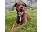 Adopt Seth a Brown/Chocolate - with White Labrador Retriever / Mixed dog in