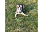 Alaskan Klee Kai Puppy for sale in Portland, IN, USA