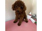 Poodle (Toy) Puppy for sale in Norman, OK, USA