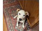 Coco American Staffordshire Terrier Young Female