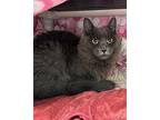 Nyx Domestic Shorthair Young Female