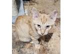 Nadine Domestic Shorthair Kitten Female