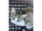 Aphrodite Domestic Shorthair Kitten Female