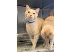 Rocky Domestic Shorthair Adult Male