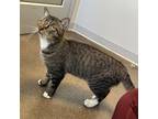 Todd Domestic Shorthair Young Male