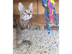 Harold Domestic Shorthair Young Male