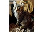 Stevie Domestic Shorthair Kitten Female