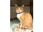 Otis Domestic Shorthair Young Male