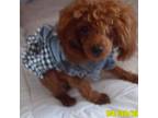 Poodle (Toy) Puppy for sale in Duluth, GA, USA