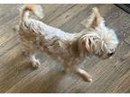 Benji Yorkie, Yorkshire Terrier Adult Male