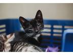 67844A Shadow Domestic Shorthair Young Female