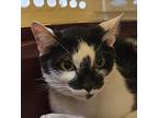 Hera Domestic Shorthair Adult Female