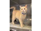 Romeo Domestic Shorthair Adult Male