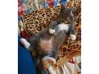 Hercules Domestic Shorthair Young Male