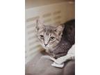 68800A Mittens-Dolittles West Ashley Domestic Shorthair Young Female