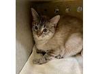 Dusty Domestic Shorthair Young Female