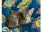 Marshall Domestic Shorthair Kitten Male