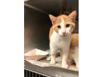 Oliver Domestic Shorthair Young Male