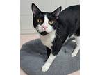 Snoopy Domestic Shorthair Young Male