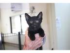 Dylan Domestic Shorthair Kitten Male