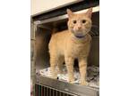 Ares Domestic Shorthair Adult Male