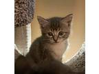Prince Domestic Shorthair Kitten Male
