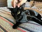 Noir Meow Domestic Shorthair Young Male
