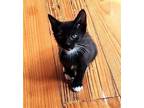 Butch Cassidy Domestic Shorthair Kitten Male