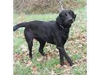 Syren Labrador Retriever Adult Female