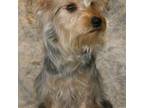 Silky Terrier Puppy for sale in Poplar Bluff, MO, USA