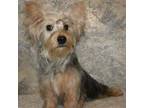 Silky Terrier Puppy for sale in Poplar Bluff, MO, USA