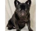 French Bulldog Puppy for sale in Weatherford, TX, USA