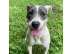 Adopt Bandida a Pit Bull Terrier