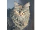 Adopt Jezabell a Maine Coon