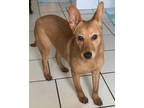 Adopt Lola a Pharaoh Hound