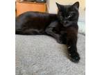 Adopt Nitro a Domestic Short Hair