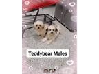 Adopt Teddybear 2 males 1 female a Shih Tzu, Bichon Frise