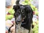 Adopt Burrito a Australian Cattle Dog / Blue Heeler