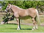 Gorgeous Gypsy Haflinger Mare