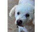 Adopt Baylee a Standard Poodle, Terrier