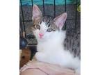 Adopt Elvis a Tabby