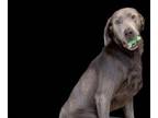 Adopt Figaro a Weimaraner, Labrador Retriever