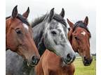 Adopt Horses [Informational Posting] a Quarterhorse